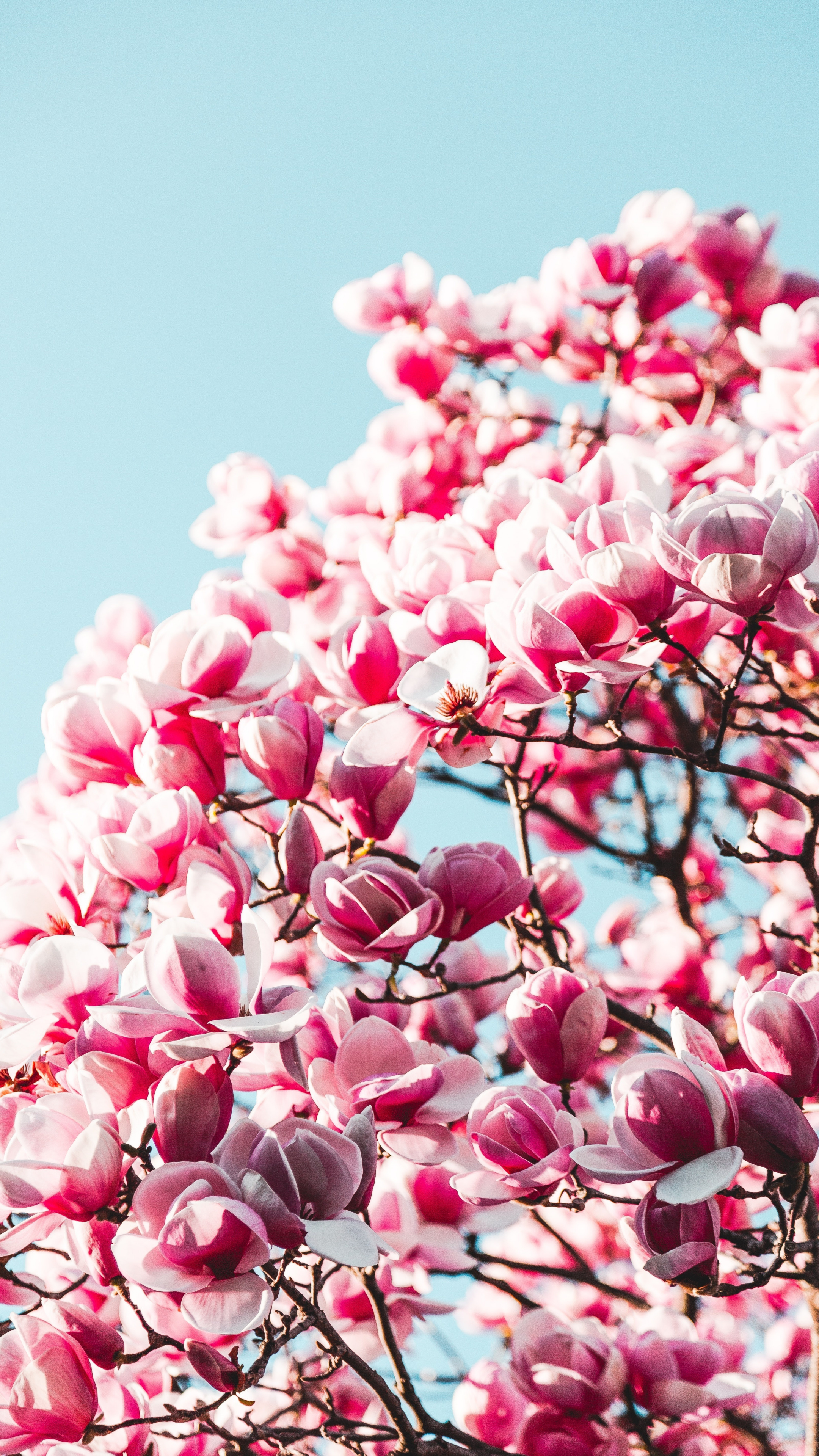 Flowers, Blossom, Pink Flowers, Wallpaper - Flowers 2160x3840 Hd - HD Wallpaper 