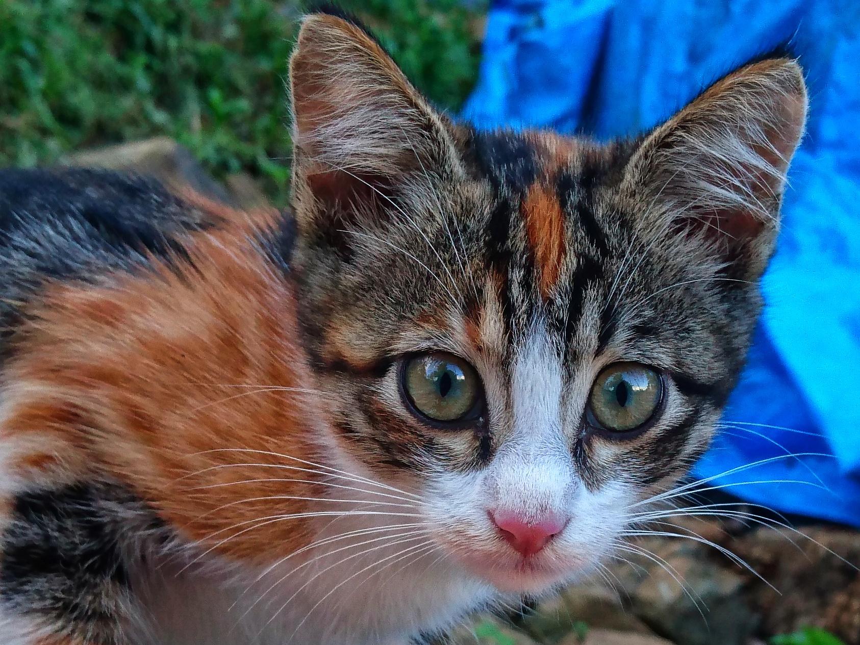 Domestic Short-haired Cat - HD Wallpaper 