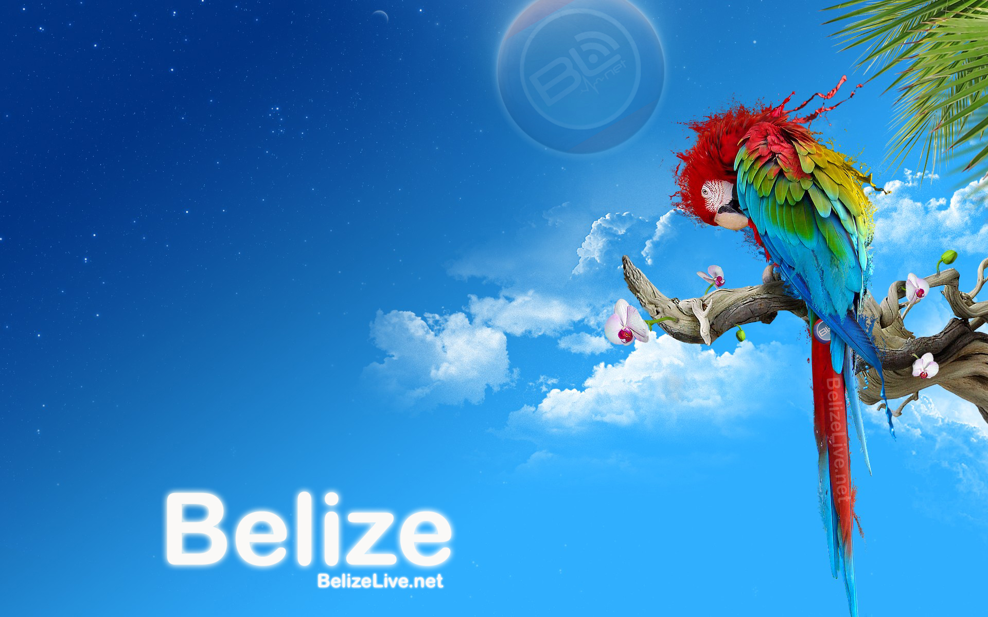 Full Hd Wallpapers Parrot - HD Wallpaper 