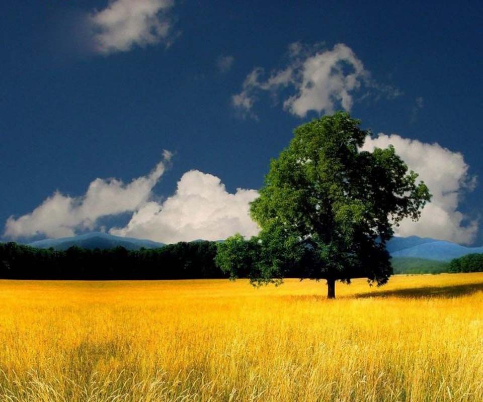 Beautiful Field Scenery - HD Wallpaper 