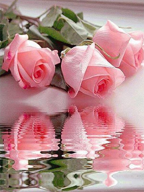 Rosas Reflejadas En El Agua - HD Wallpaper 