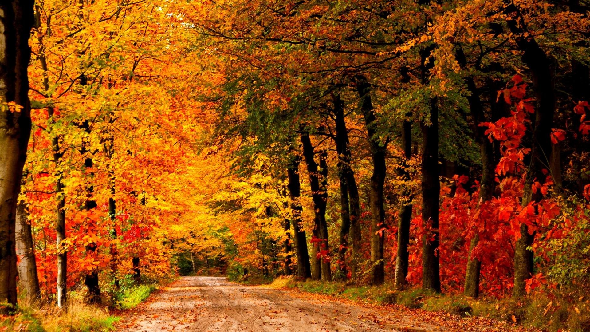 Forest Path In Autumn - HD Wallpaper 
