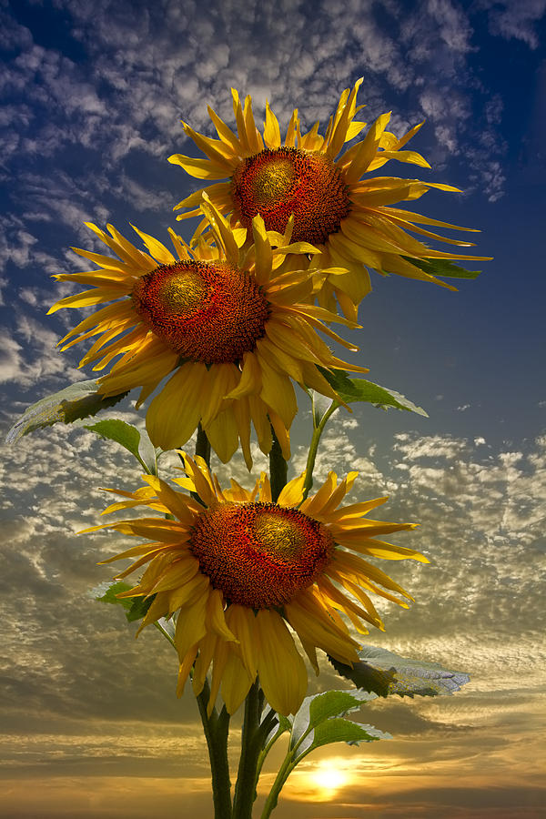 Amazing Sunflowers - HD Wallpaper 