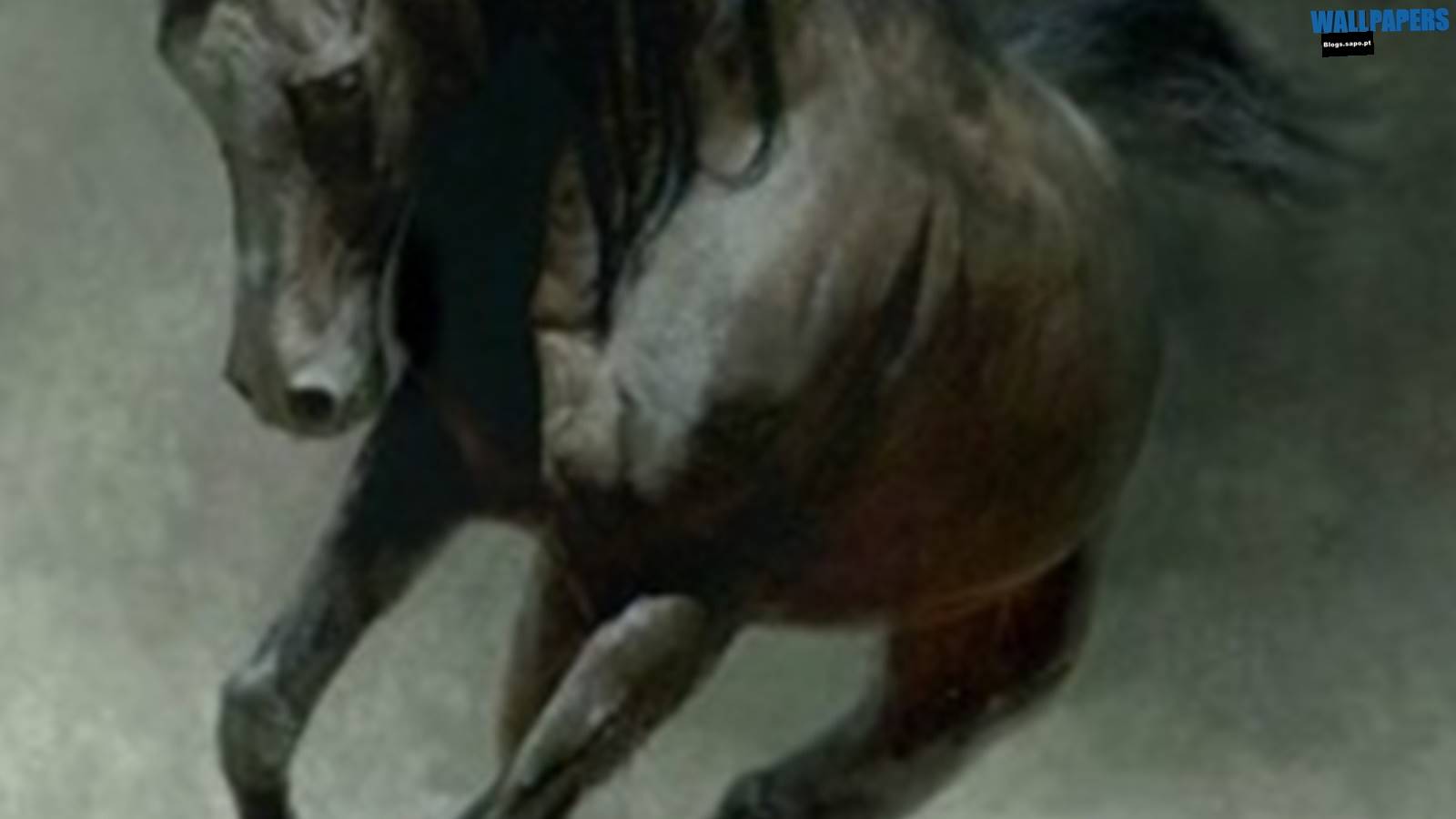 Mustang Horse Wallpaper - Art Paintings Oil On Canvas Horses - HD Wallpaper 