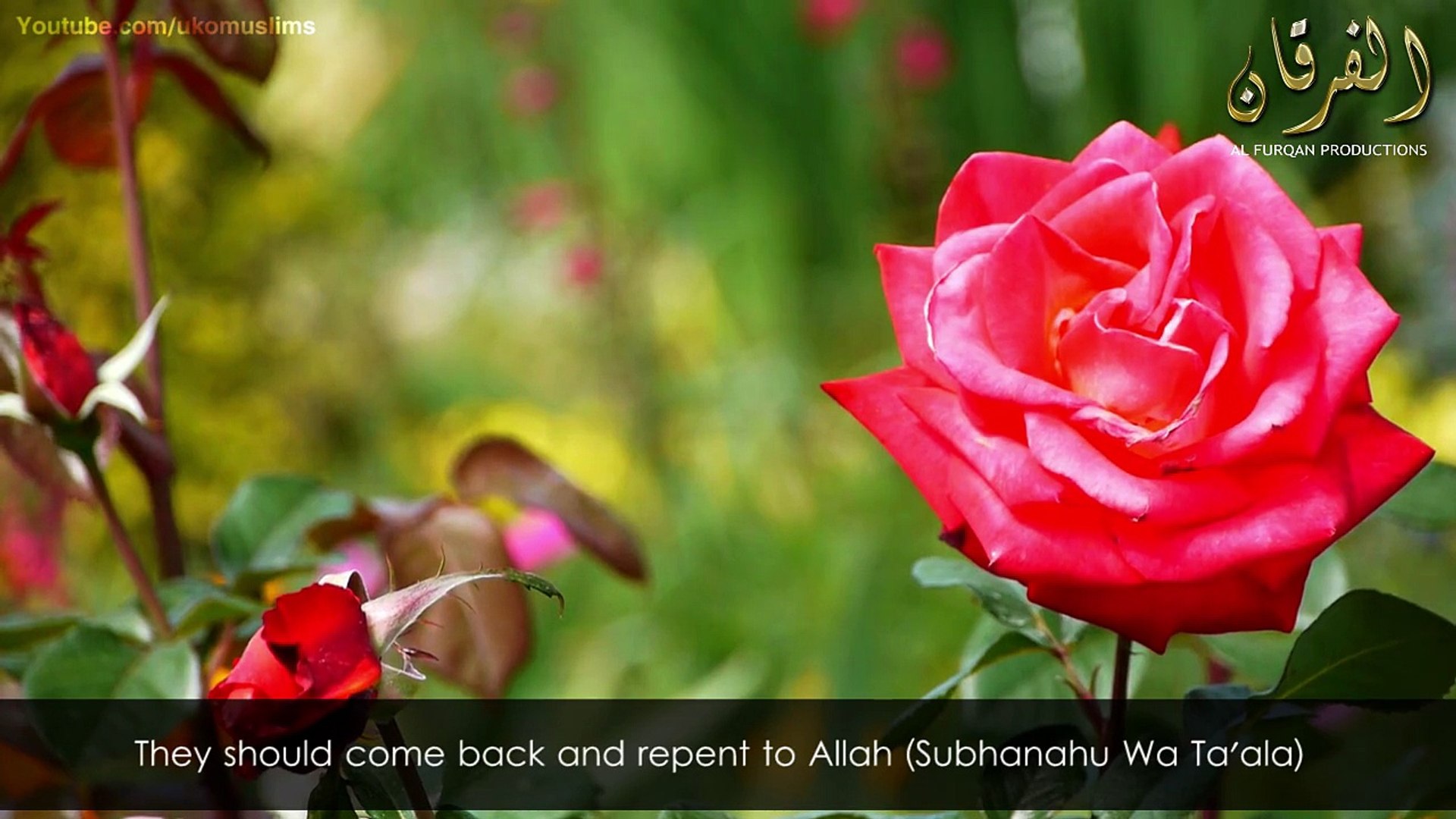 Garden Roses - HD Wallpaper 