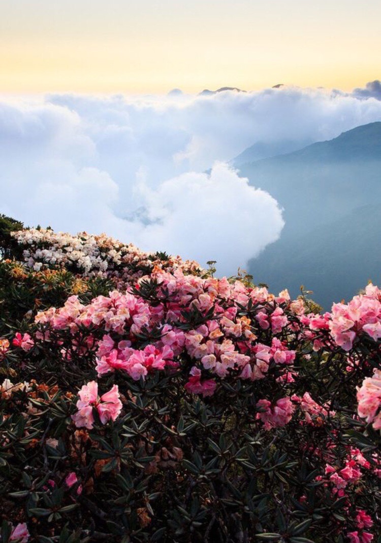 Flowers, Wallpaper, And Beautiful Image - Pink Nature Angel Wallpaper  Iphone - 750x1067 Wallpaper 