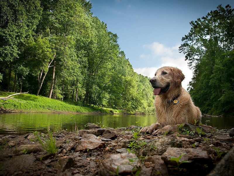 *** Dog Mother Nature *** Wallpaper - Golden Retriever By River - HD Wallpaper 