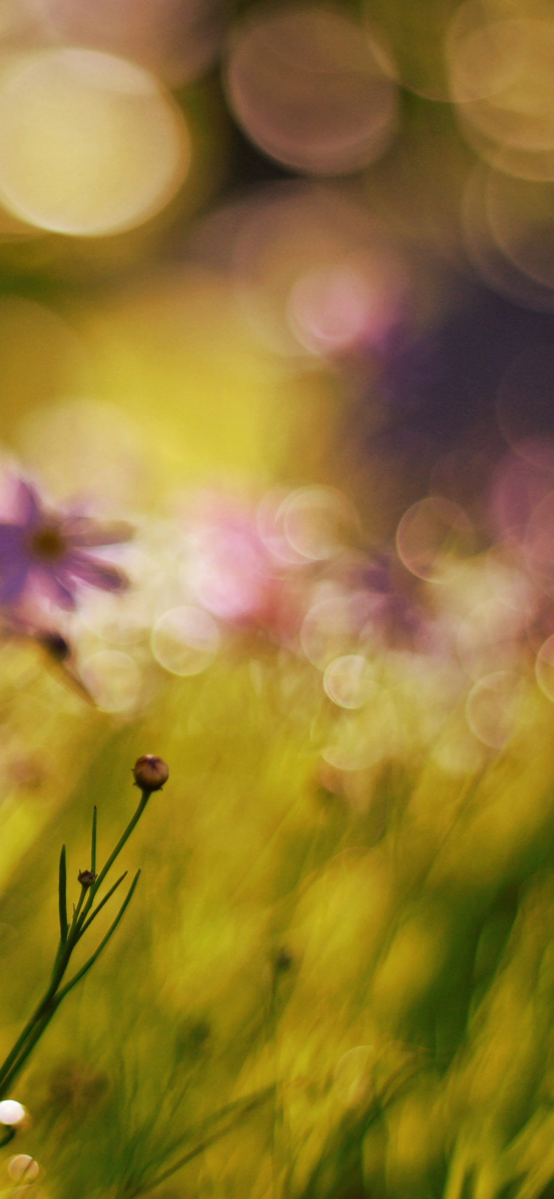 Flower - HD Wallpaper 