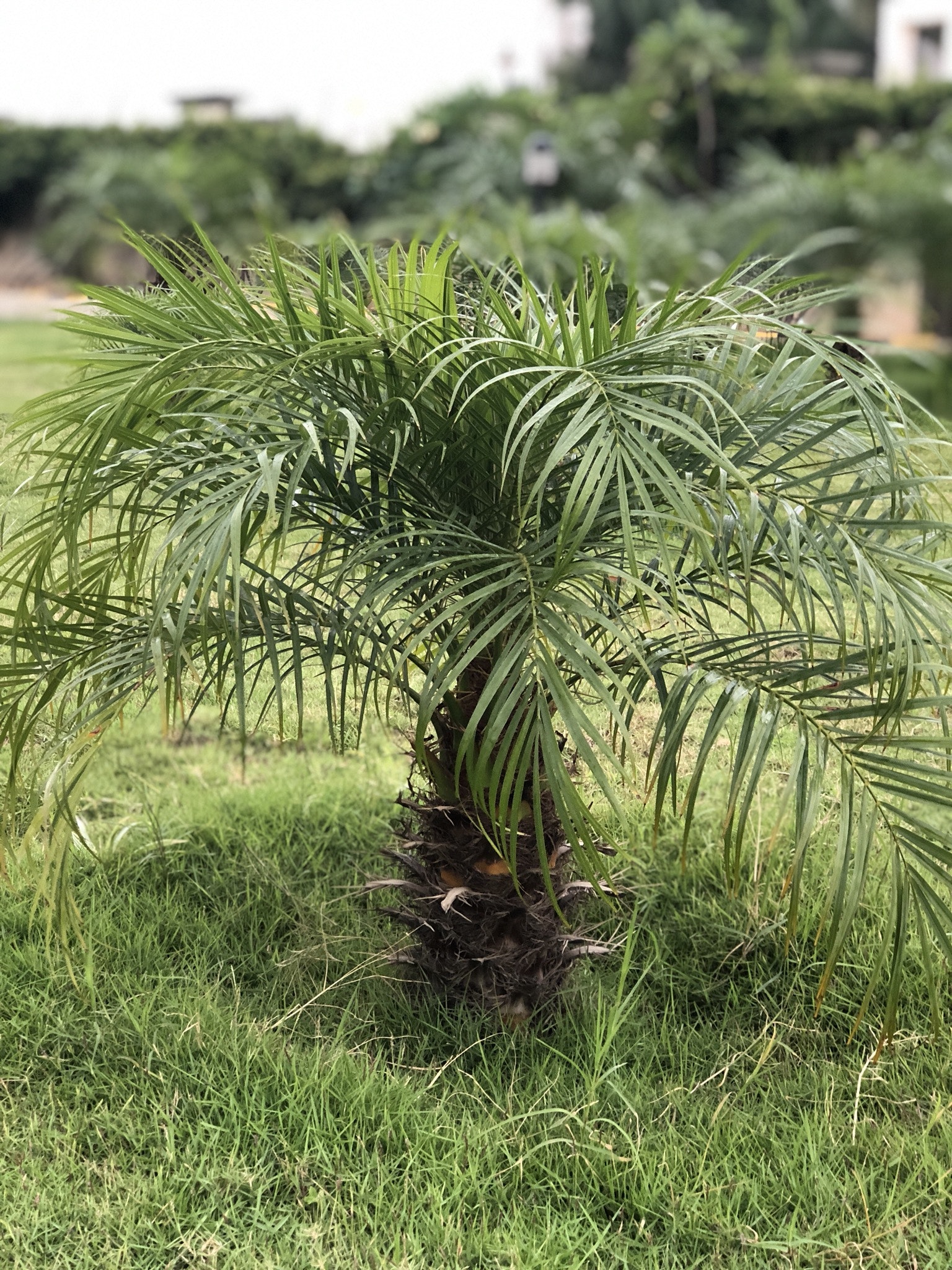 Paurotis Palm - HD Wallpaper 