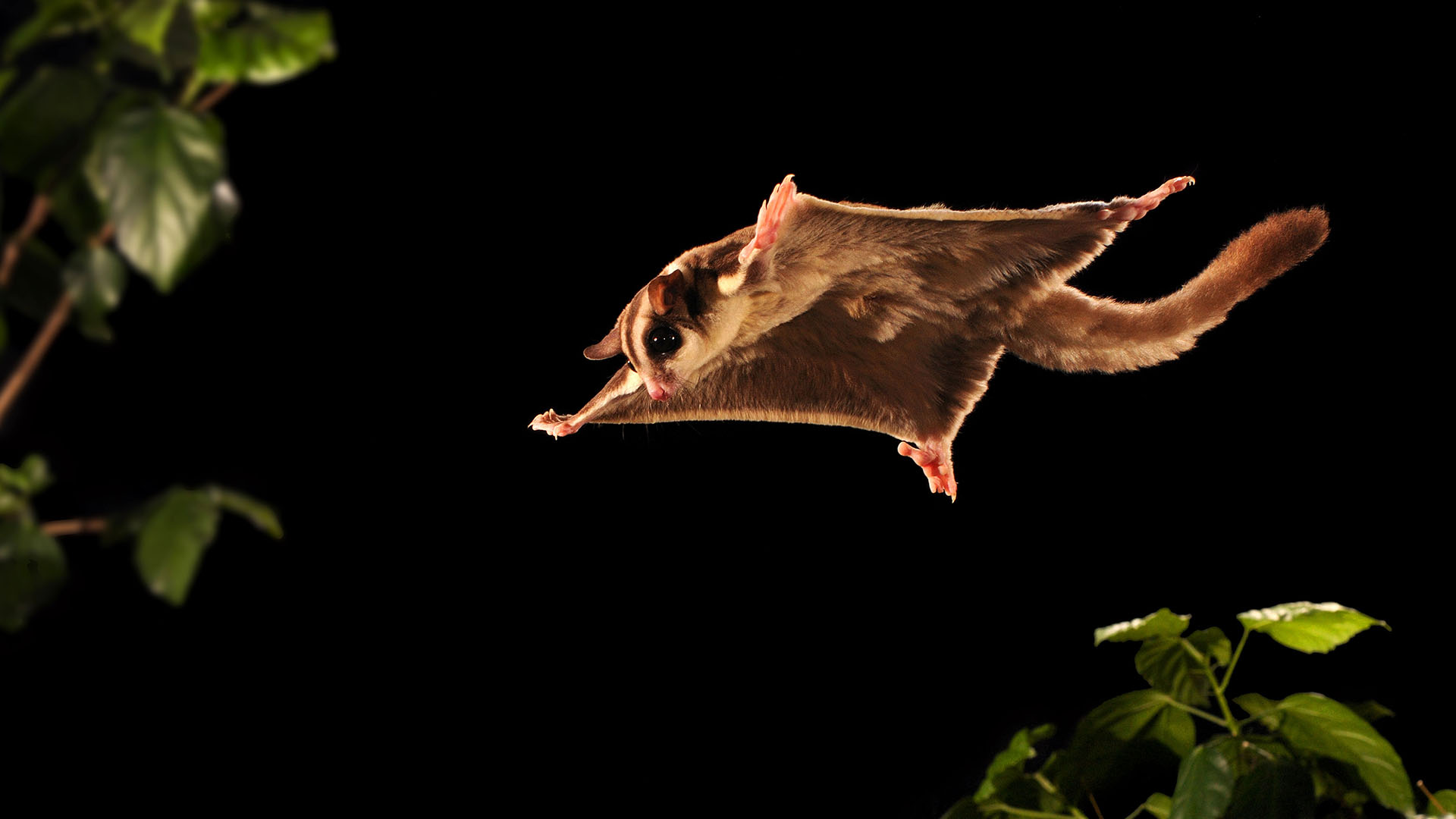 Sugar Glider Wallpaper Hd - 1920x1080 Wallpaper - teahub.io
