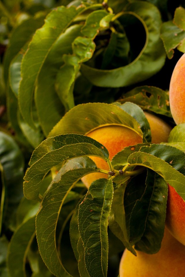 Peaches, Fruit, Grow, Farm, Sweet, Ripe, Nature, Peach - Archive Fruit - HD Wallpaper 