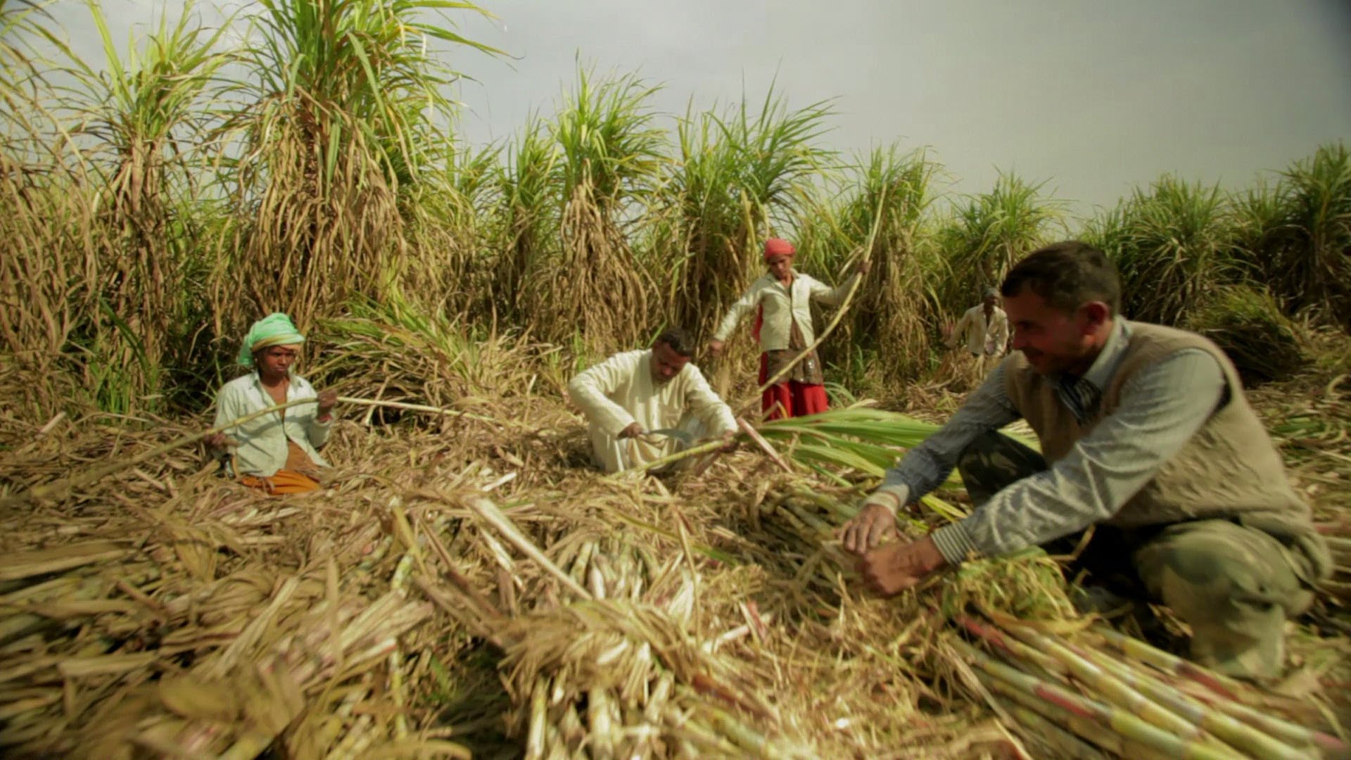 Sugarcane Cultivation In India - HD Wallpaper 