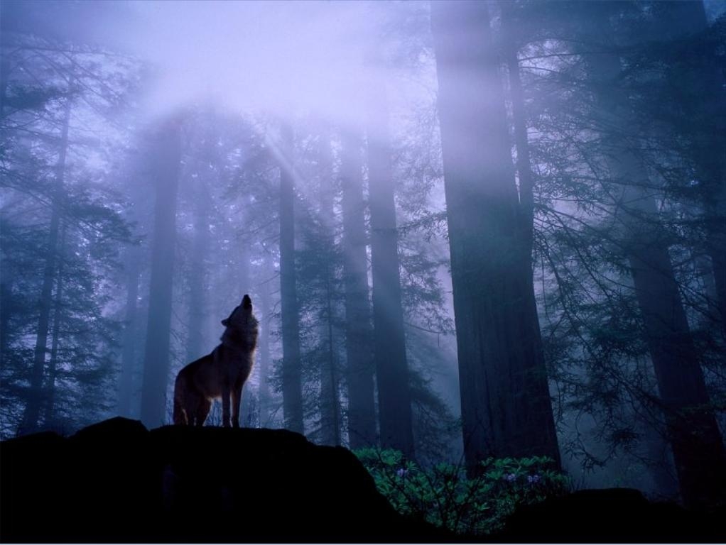 Wolf Wallpapers Hd - Howling Wolf At Night - HD Wallpaper 