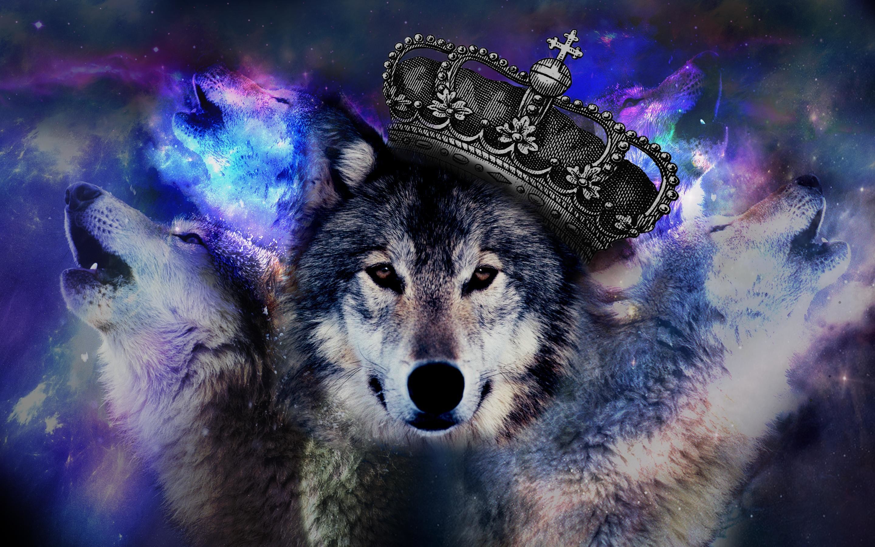 Free Wolf Wallpaper Download Free Cool Wolf Wallpaper, - Wolf Backgrounds - HD Wallpaper 
