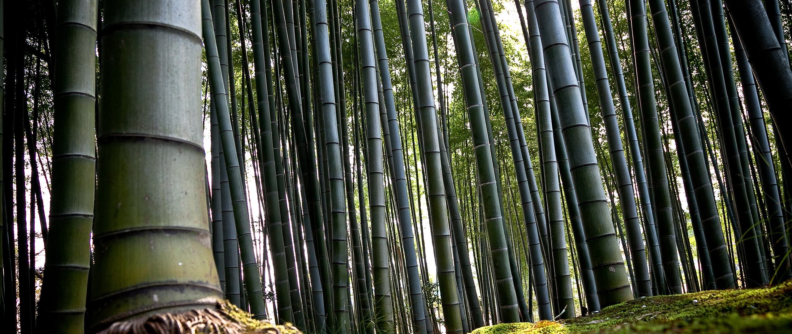 Wallpaper Bamboo, Green, Stalks, Roots, Earth - Zebrano Tree - HD Wallpaper 