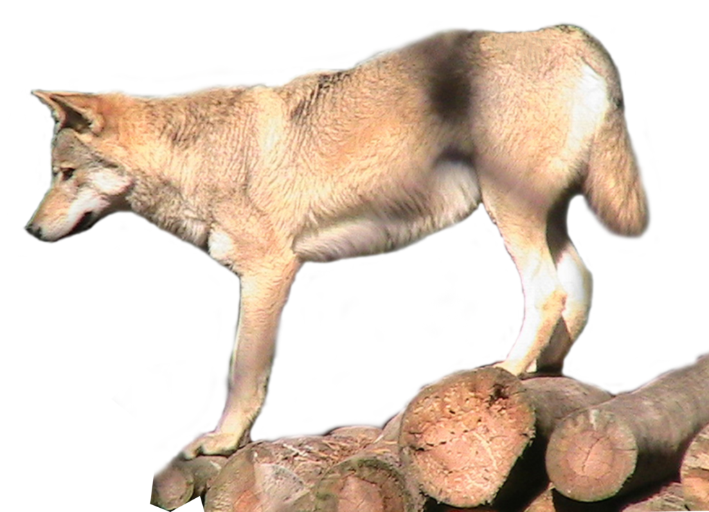 Grey Wolf, Wallpapers Free, Pix - Wolf - HD Wallpaper 