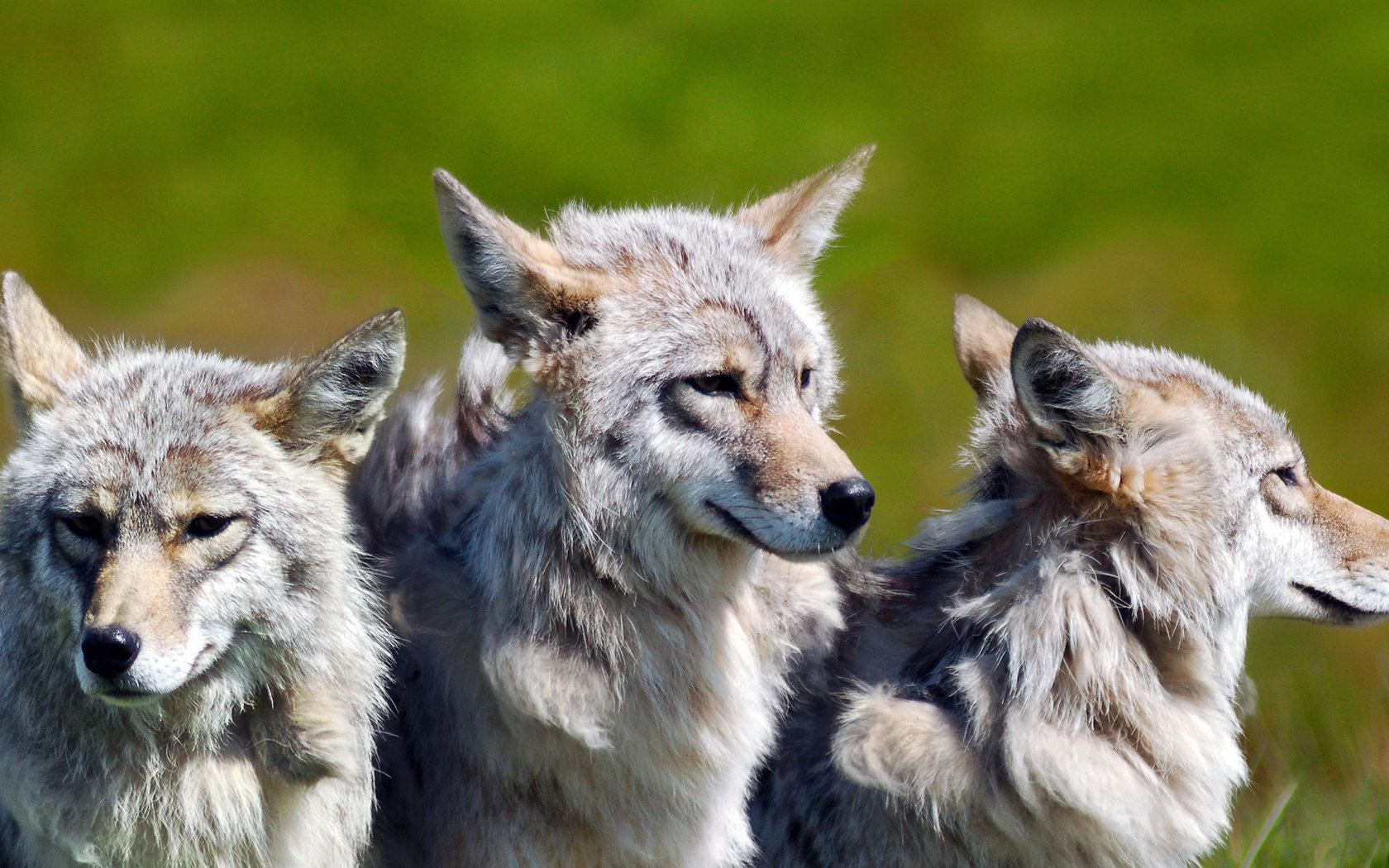 Free Download Wolf Wallpaper Id - 3 Brother Background Hd - HD Wallpaper 