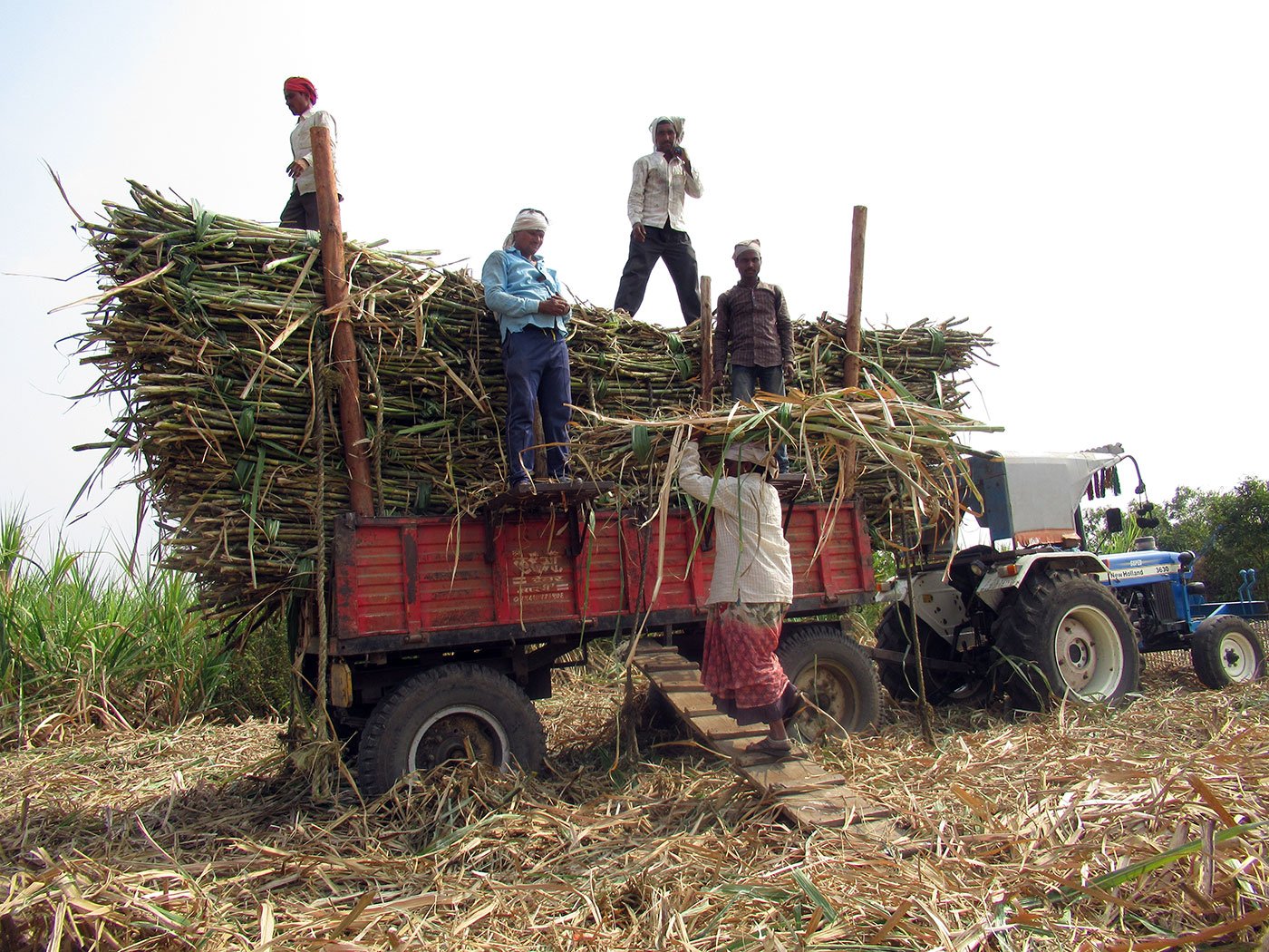 Woman Carrying Sugarcane On Her Head Walking Up A Small - Sugar Cane Load - HD Wallpaper 