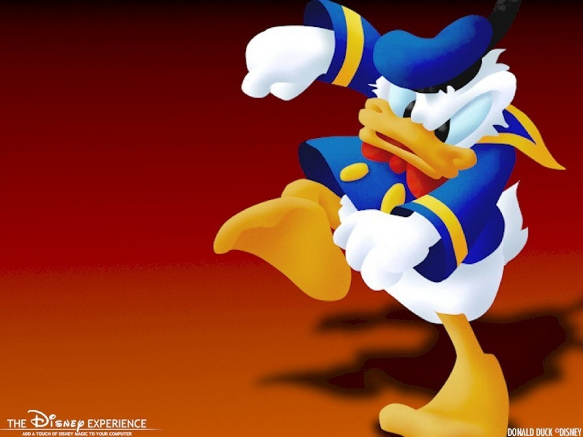 Donald Duck Wallpaper Donald Duck 6350998 1024 768 - Donald Duck - HD Wallpaper 