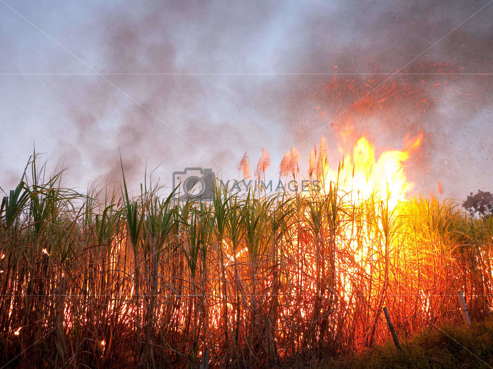 Sugarcane Field On Fire By Epixx 
 Src Https - Air Pollution Due To Agriculture - HD Wallpaper 
