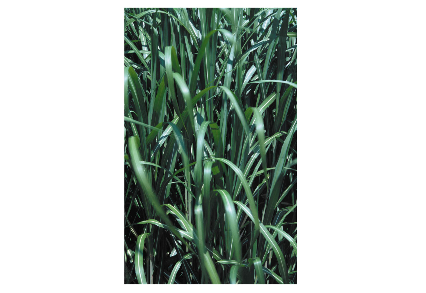 Sweet Grass - HD Wallpaper 