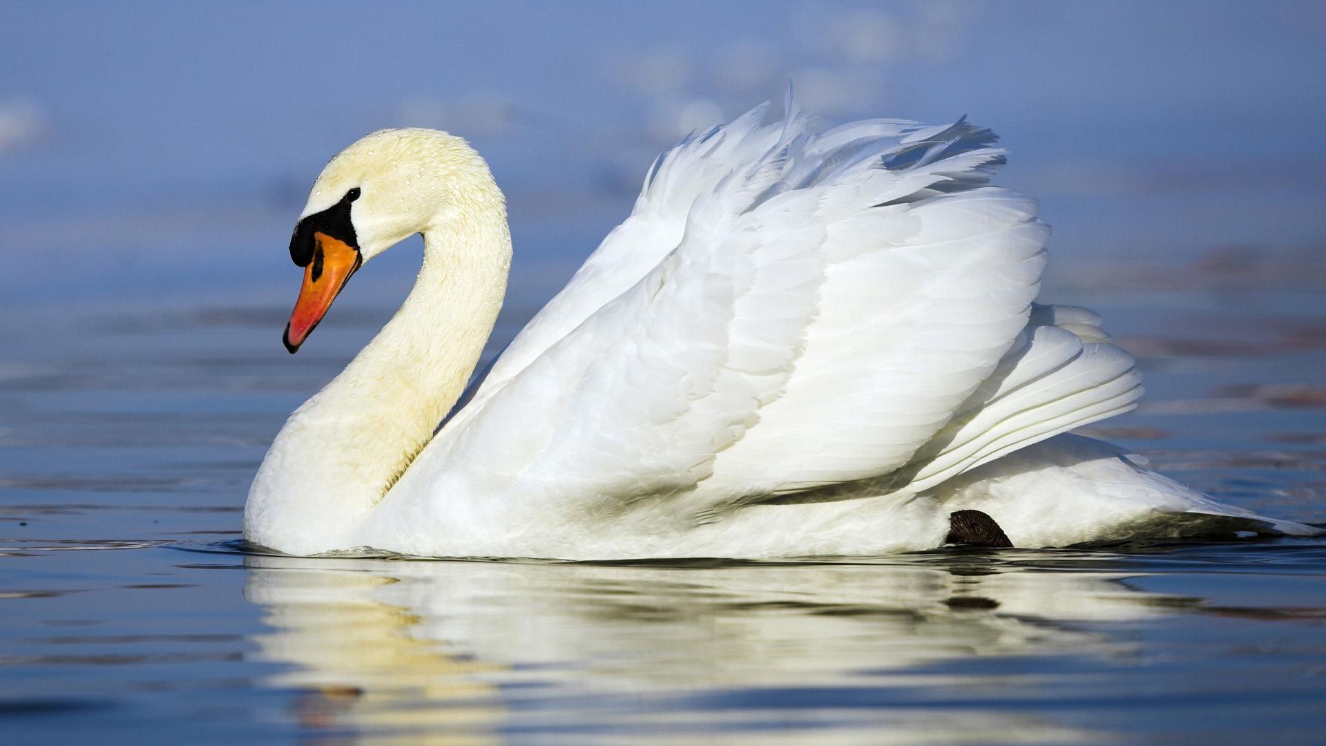 Duck Wallpaper - Swan - 1920x1080 Wallpaper Duck Wallpaper - Swan - 1920x1080 Wallpaper
