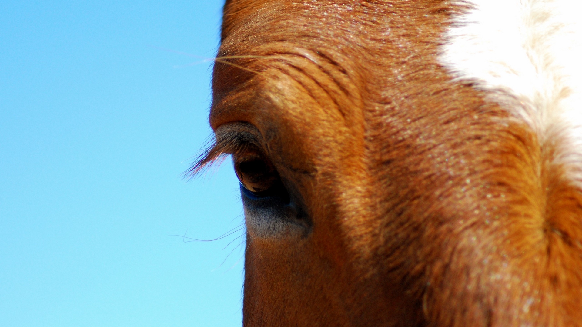 Wallpaper Horse, Eye, Sky, Lashes - Brown Horse Close Up - HD Wallpaper 