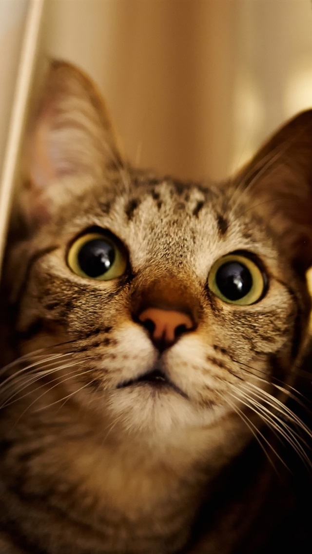 Iphone Wallpaper Cat, Peeps - Cat Rescues Couple From Fire - HD Wallpaper 