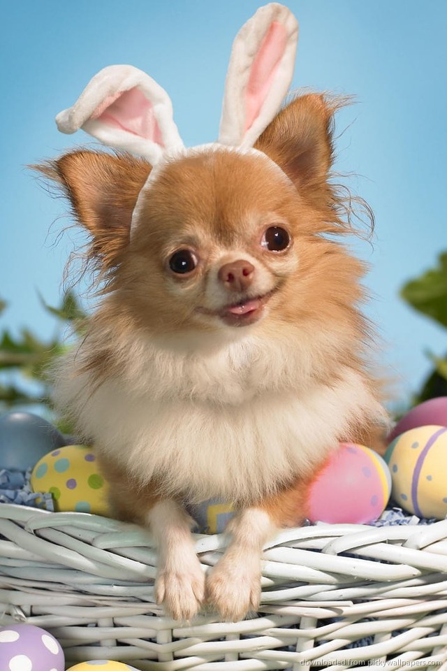 Easter Chihuahua Iphone Wallpaper - Easter Wallpapers For Iphone - HD Wallpaper 