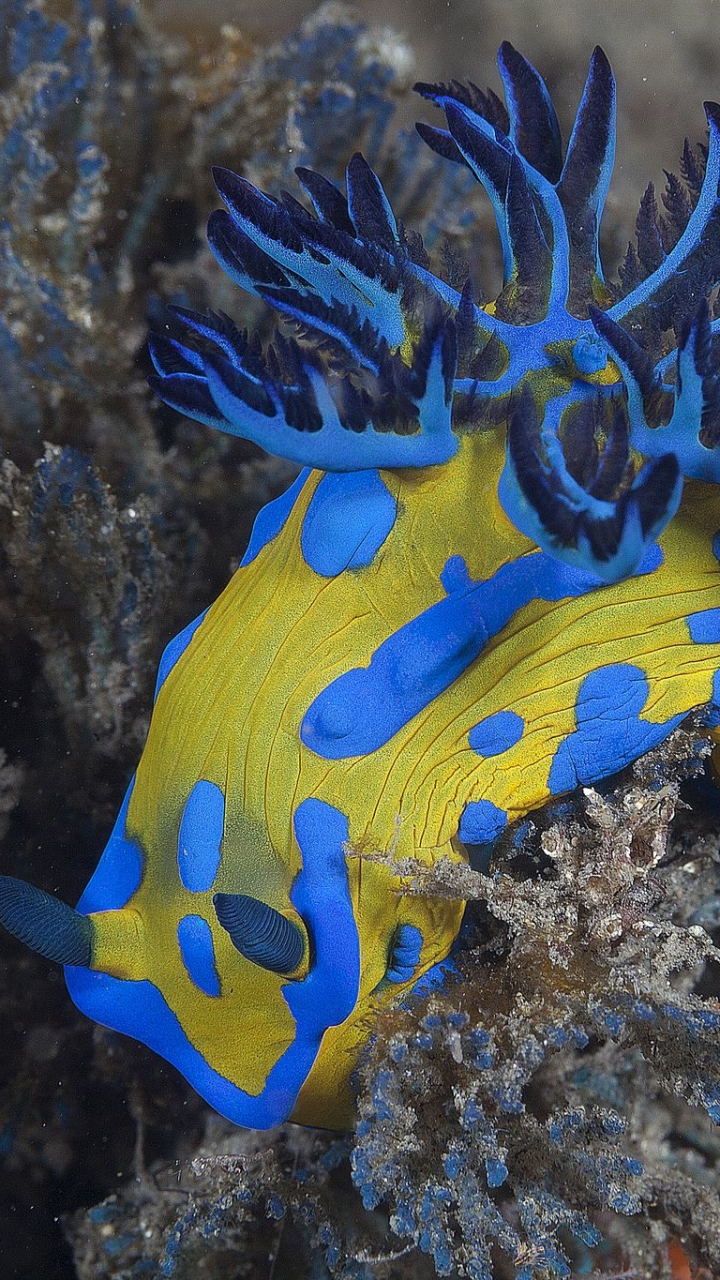Sea Slug - HD Wallpaper 