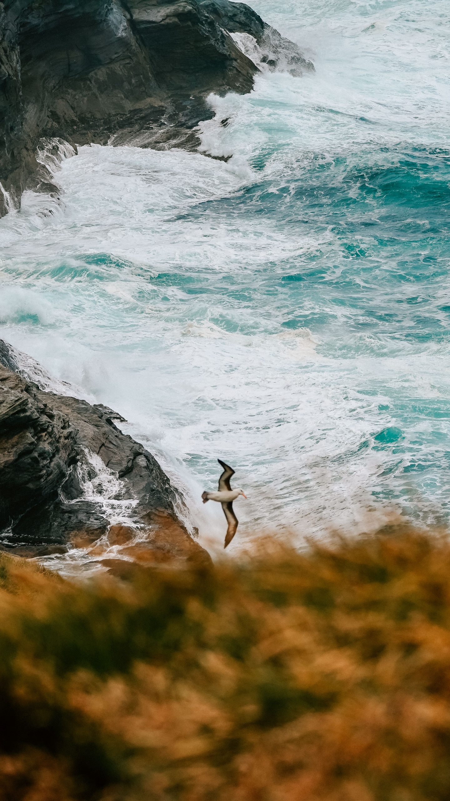 Wallpaper Seagull, Bird, Sea, Cliff - Sea - HD Wallpaper 