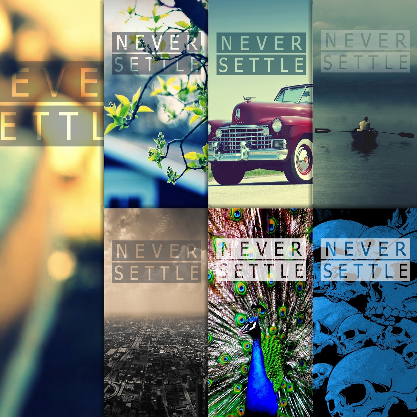 Peafowl - HD Wallpaper 