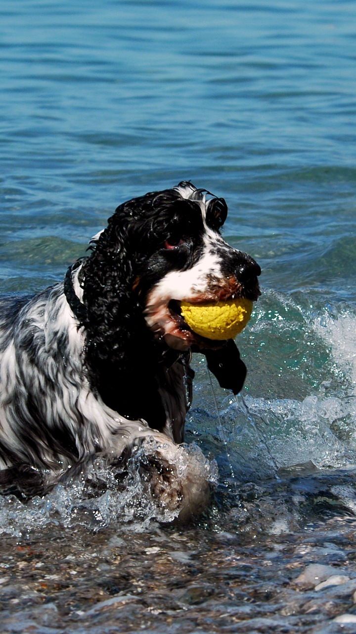 Wallpaper Hd Untuk Mudah Alih Percuma Muat Turun - HD Wallpaper 