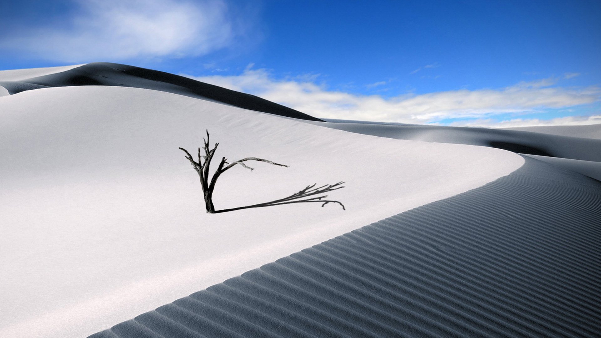 White Desert With A Torn Tree Wallpaper - Hd Sand Dunes - HD Wallpaper 