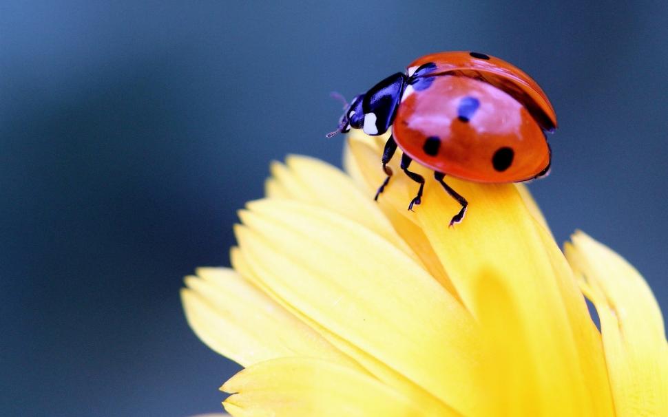 Insect Close-up, Ladybird, Beetle, Yellow Flower Petals - Photograph Of Lady Bug Close Up - HD Wallpaper 