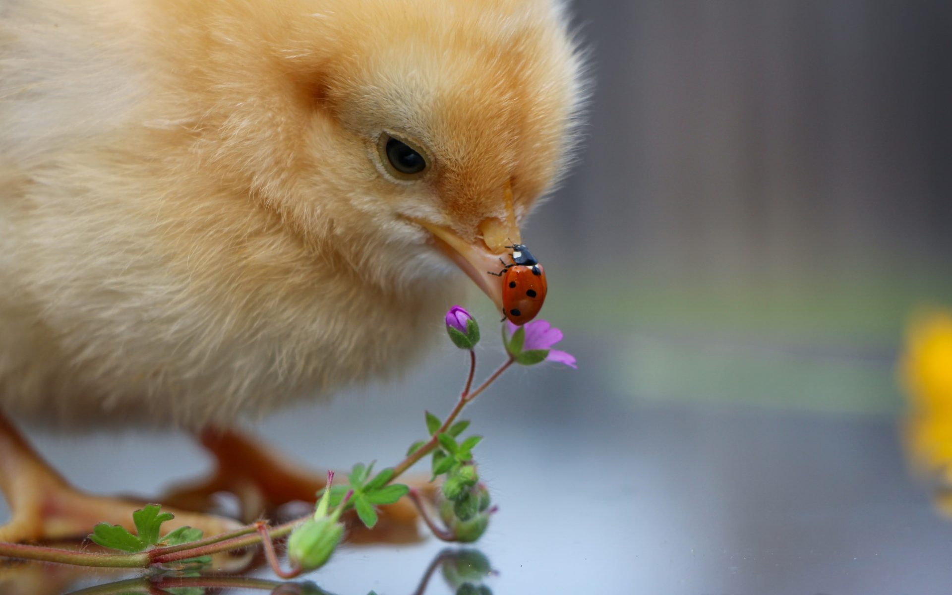 Ladybird On Flower Hd - HD Wallpaper 