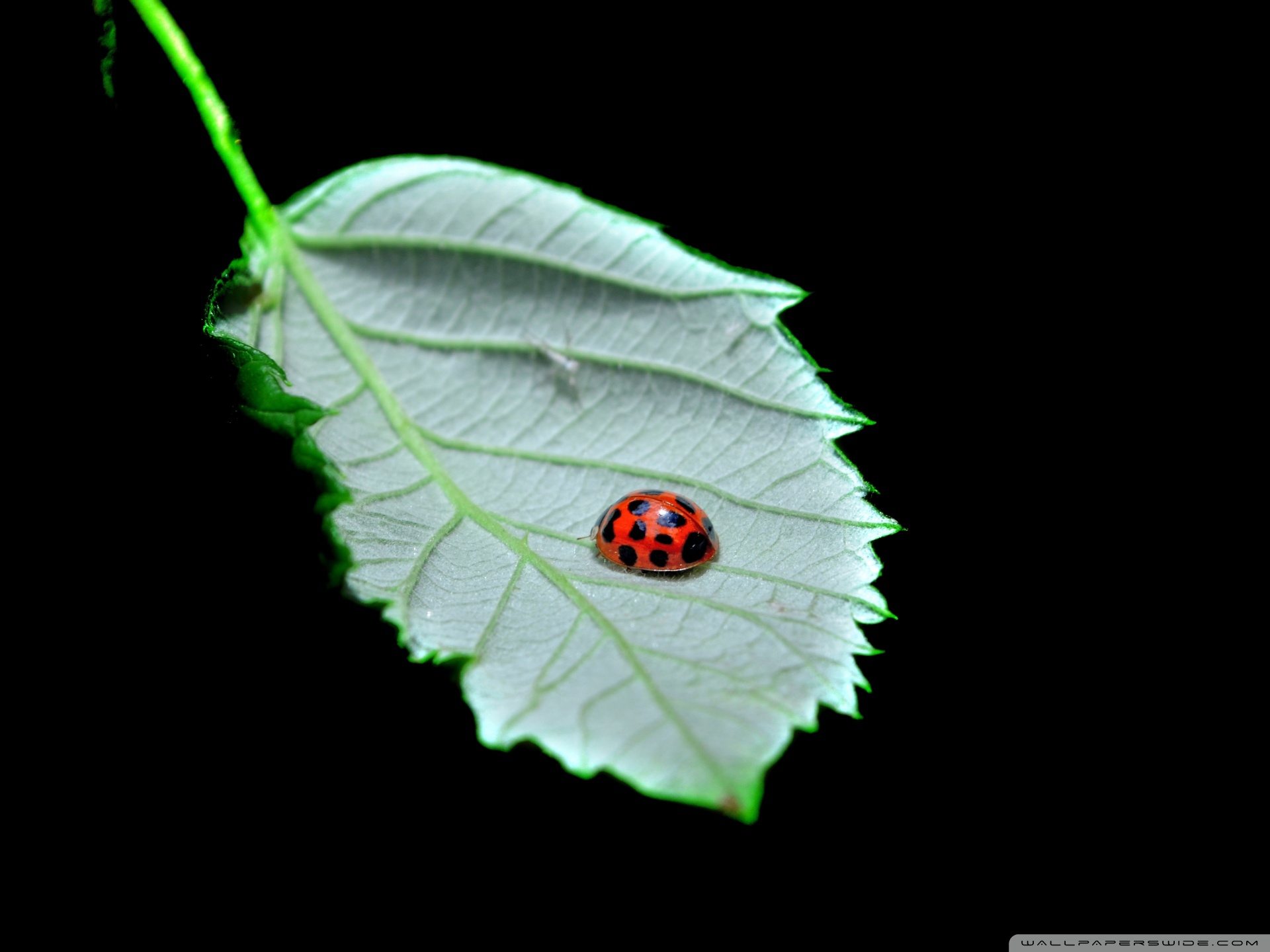 Red Bugs - HD Wallpaper 