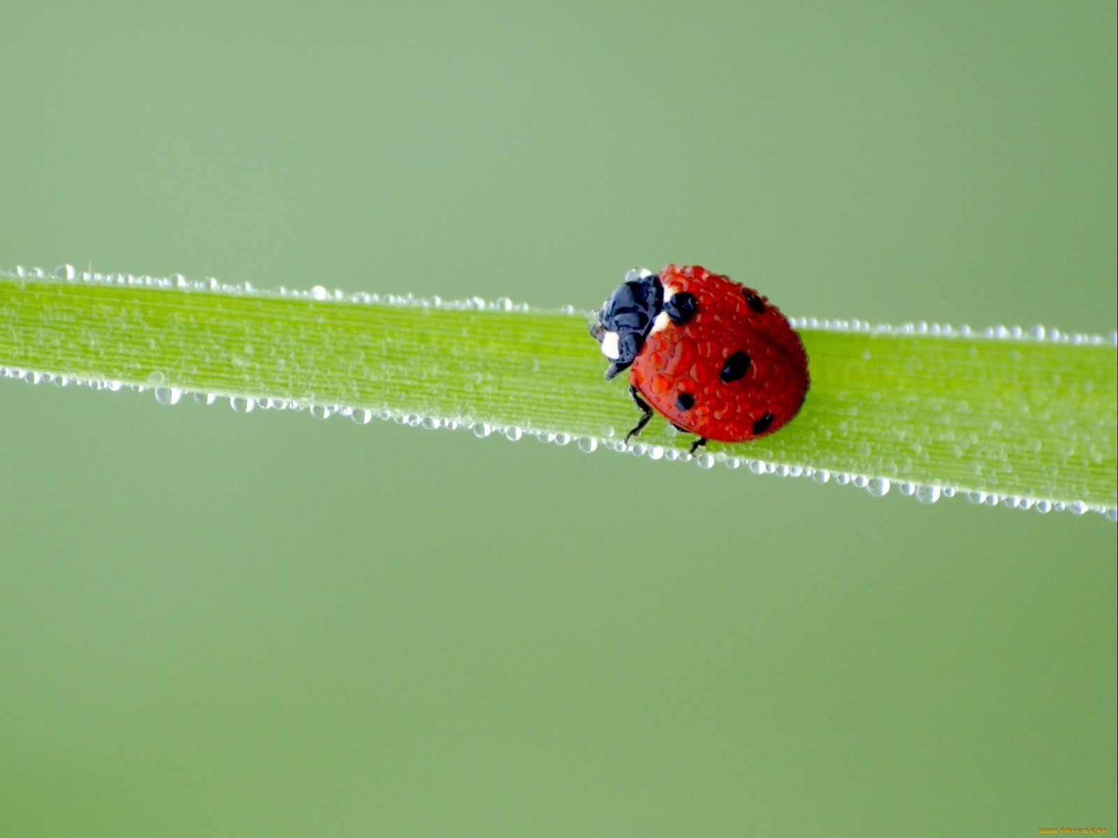 Wallpaper Ladybird, Grass, Frost, Stains - Ladybird Beetle - HD Wallpaper 