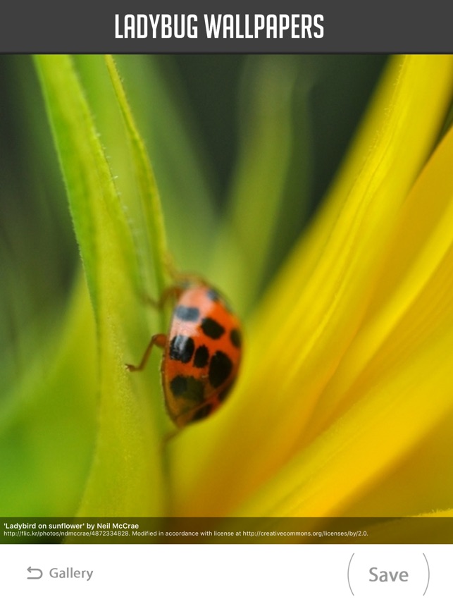 Ladybug - HD Wallpaper 