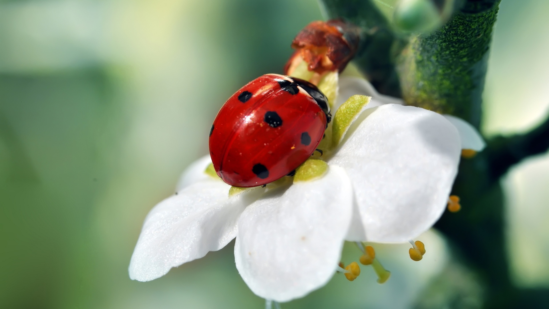 Ladybird Flower Wallpaper - Ladybird Beetle - HD Wallpaper 