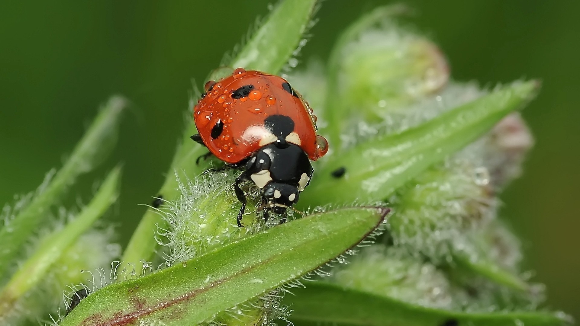 Wallpaper Ladybird, Grass, Insect, Close-up - Hd Wallpaper Of Ladybird For Mobile - HD Wallpaper 