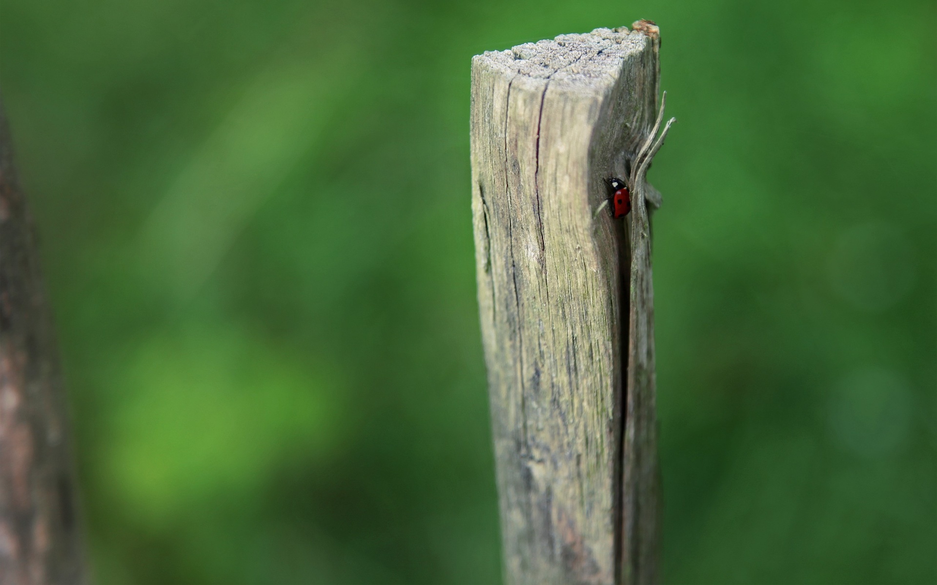 Lumber - HD Wallpaper 