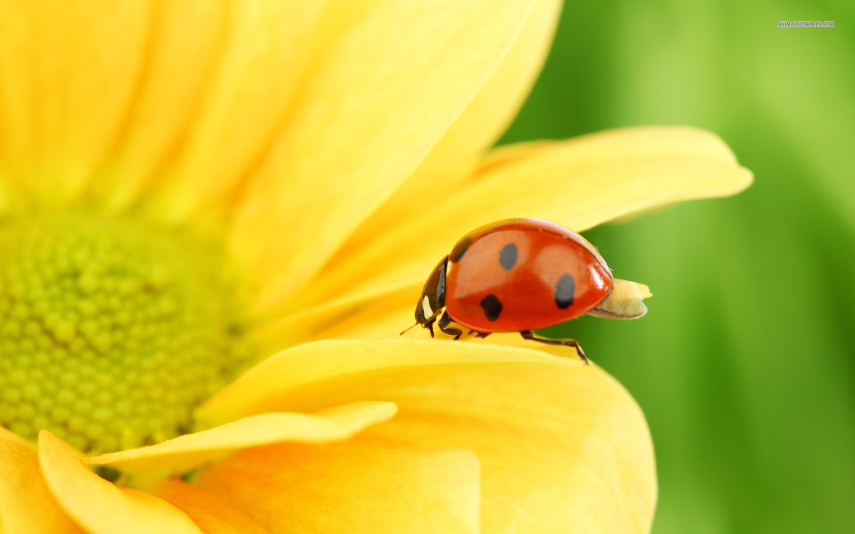 Lady Bug On Flower - HD Wallpaper 