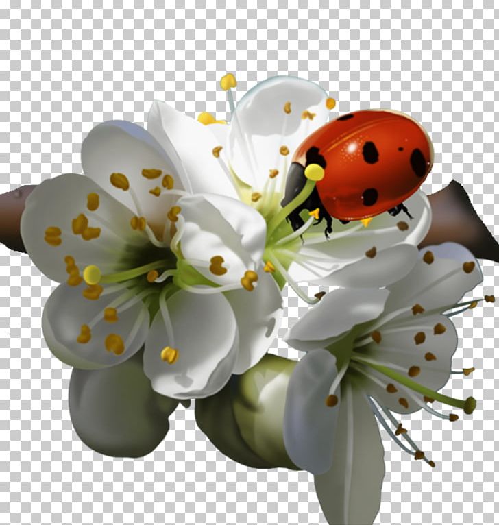 Ladybird Beetle Flower Png, Clipart, Beetle, Blossom, - Ladybug On Flower Png - HD Wallpaper 