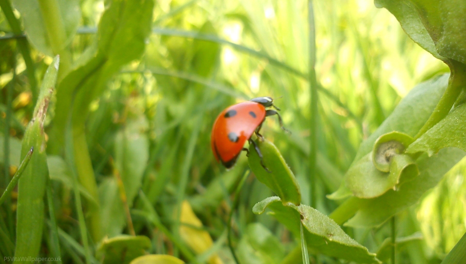 Ladybird Ps Vita Wallpaper - Red Bugs - HD Wallpaper 
