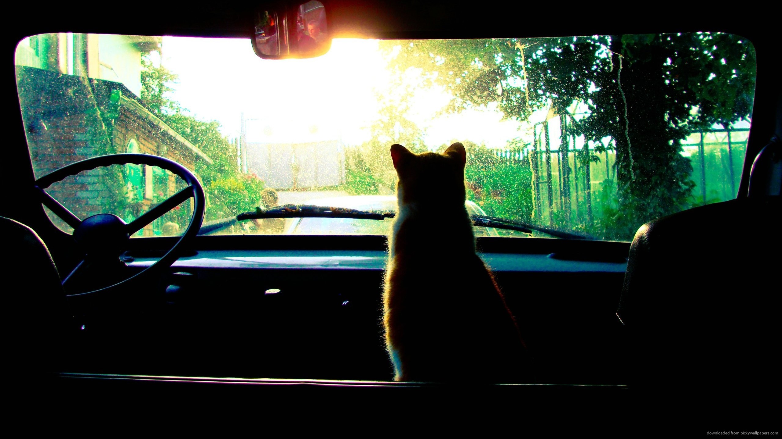 Cat In An Old Car - HD Wallpaper 