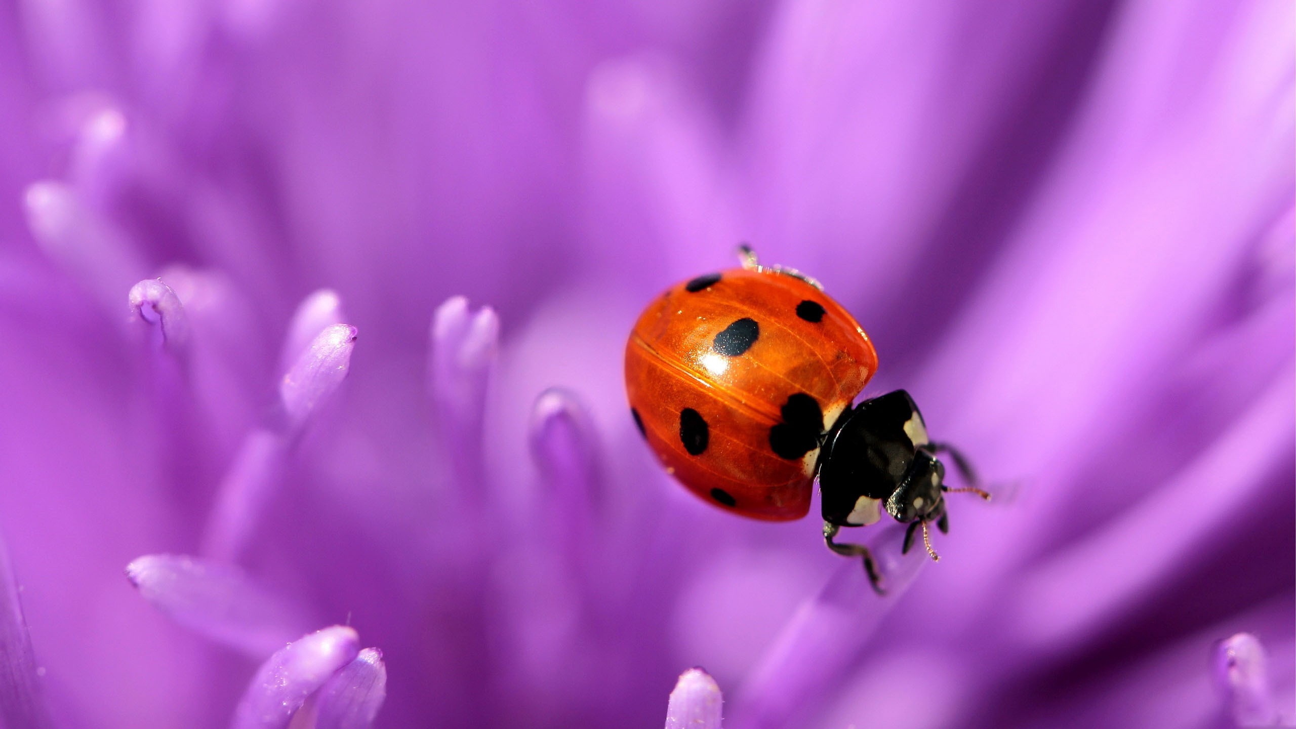 Wallpaper Ladybird, Flower, Purple, Surface - Ladybug - HD Wallpaper 