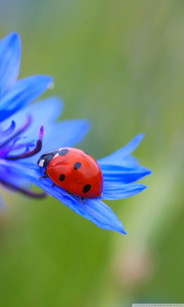 Ladybug Wallpaper For Iphone - HD Wallpaper 