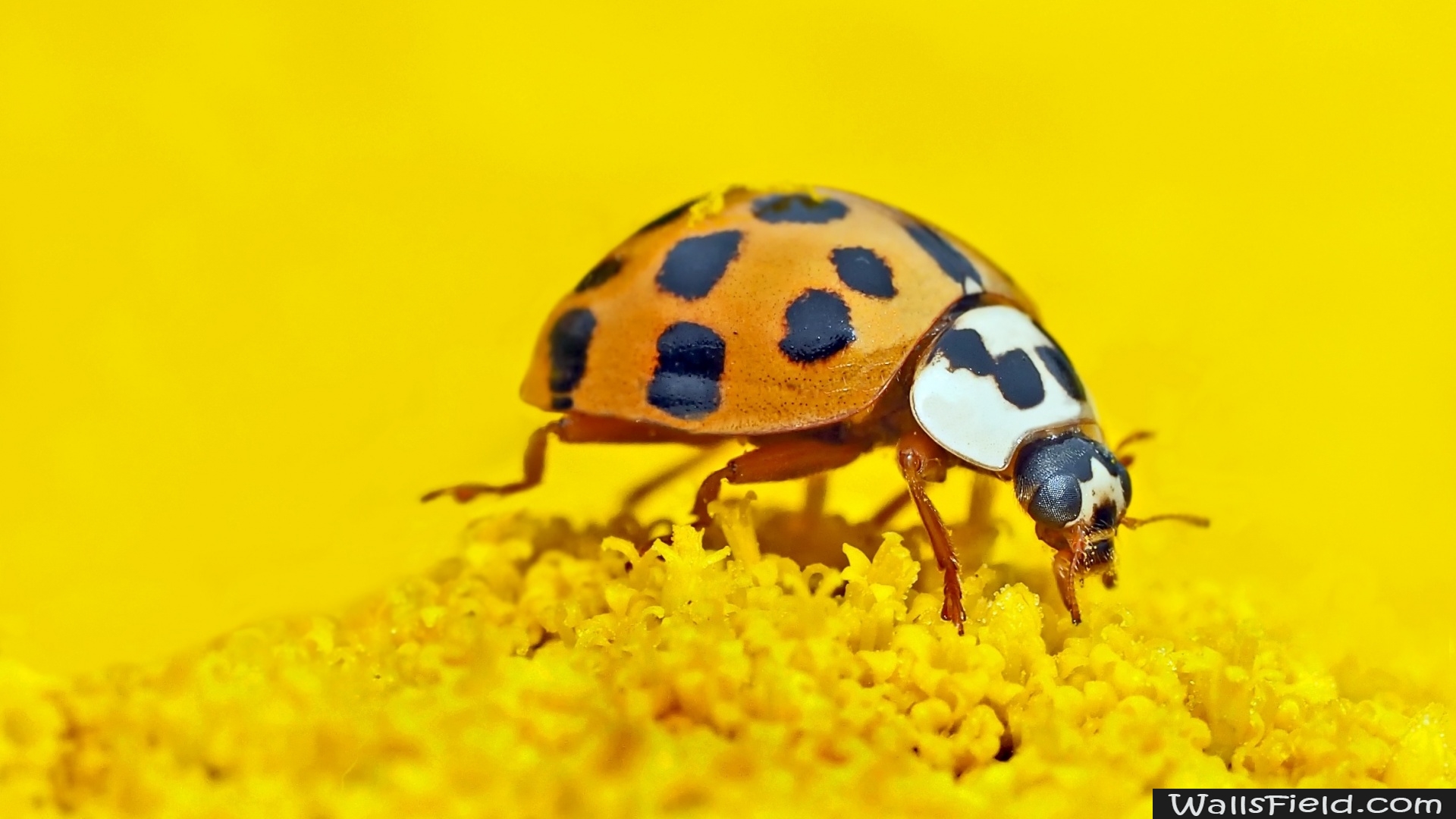 Ladybird Facts Ladybug Facts Youtube - HD Wallpaper 