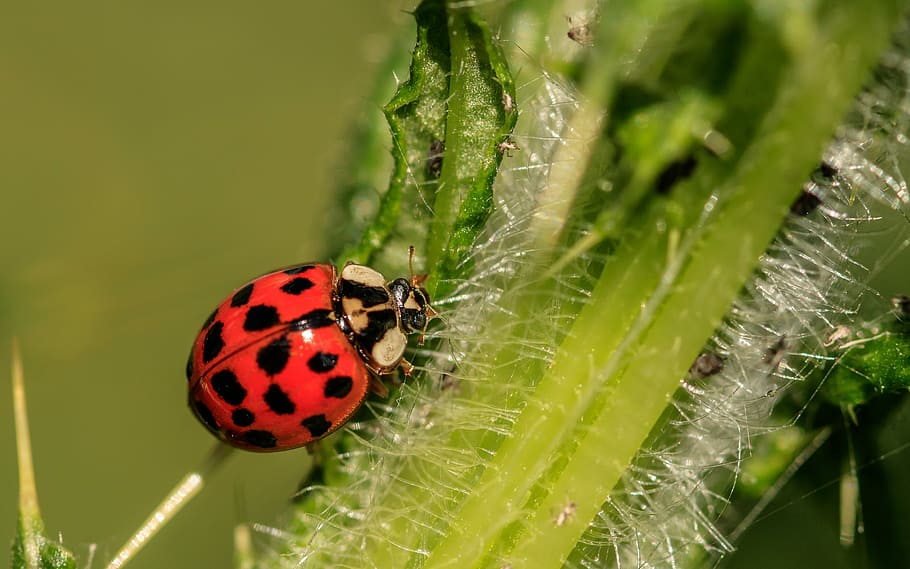 Ladybug On Green Plant, Asian Ladybug, A Lot Of Colored, - Global Warming Will Make Insects Hungrier Eating Up - HD Wallpaper 